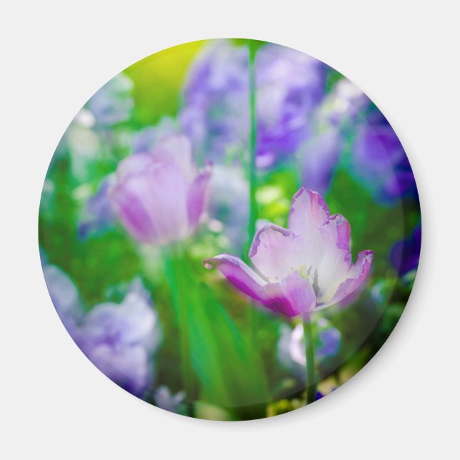 Tulpanträdgård, Giverny, Frankrike Magnet (Framsidan)
