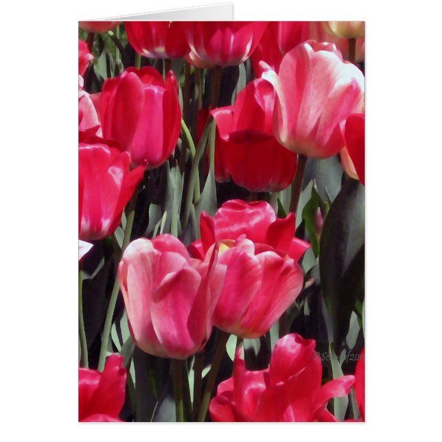 Tulpanträdgård Hälsningskort (Framsidan)