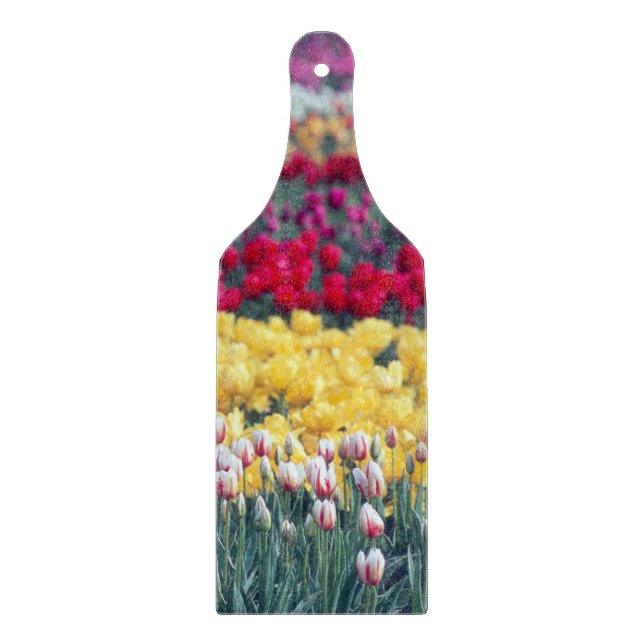 Tulpanträdgården i Skagit-dalen, visningen Tulip. (Framsidan)