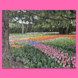 Tulpanträdgården Pussel Skagit Valley Washington