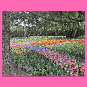 Tulpanträdgården Pussel Skagit Valley Washington