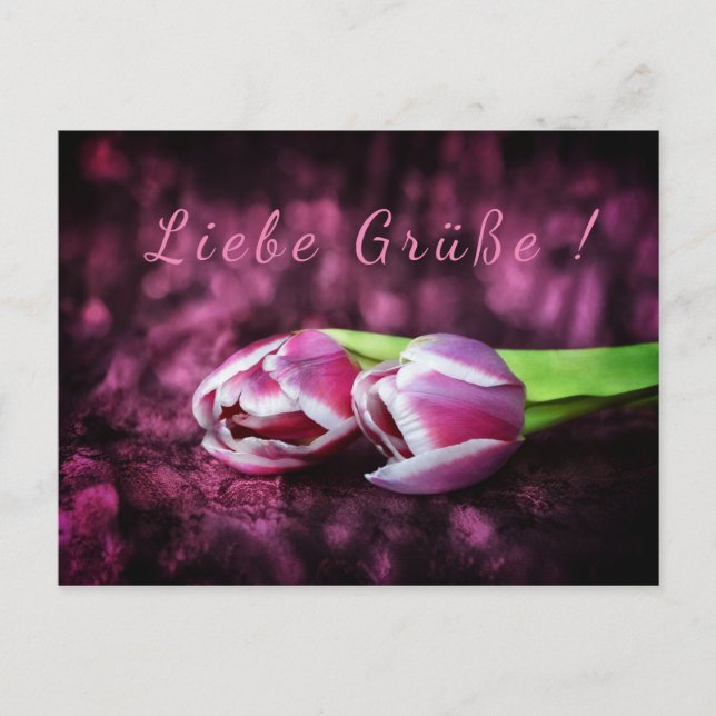 Tulpen Gruß Vykort (Framsida)