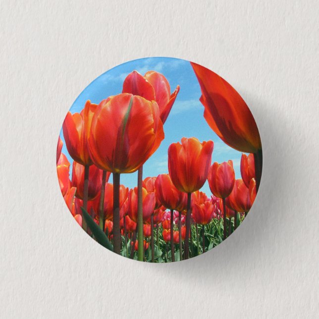 Tulpen Knapp (Framsida)