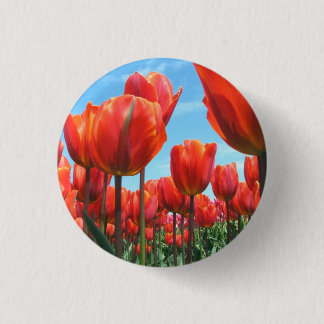 Tulpen Knapp
