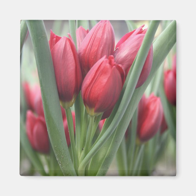 Tulpen Magnet (Framsidan)