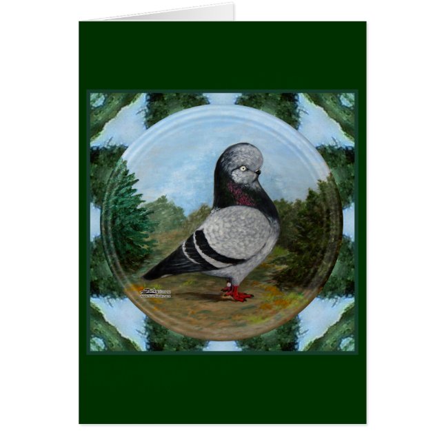 Tumbler Blue Grizzle Pigeon OBS Kort (Framsidan)