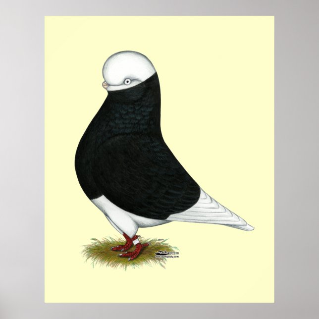 Tumbler Pigeon Black Bald CL Poster (Framsidan)