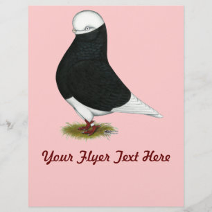 Tumbler Pigeon Black Bald CL Reklamblad