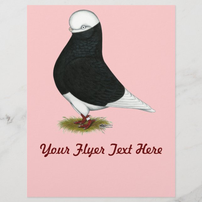 Tumbler Pigeon Black Bald CL Reklamblad (Framsidan)