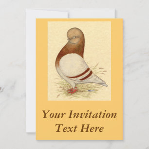 Tumbler Pigeon:  LFCL Mealy Inbjudningar