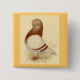 Tumbler Pigeon: LFCL Mealy Knapp