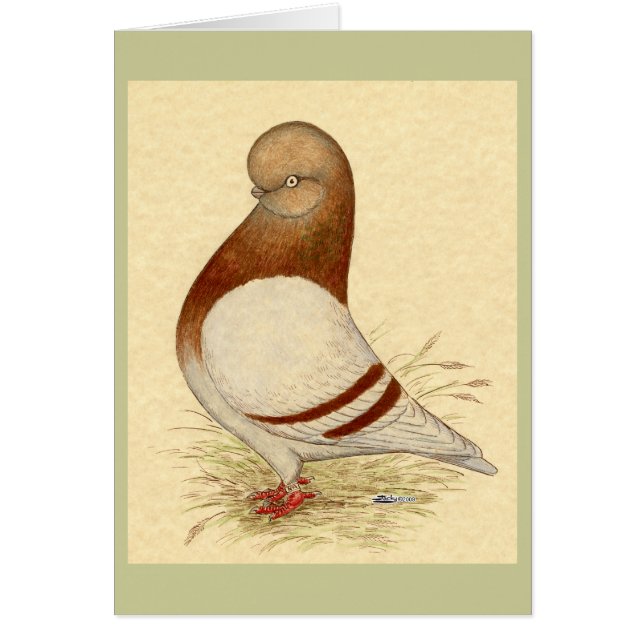 Tumbler Pigeon: LFCL Mealy OBS Kort (Framsidan)