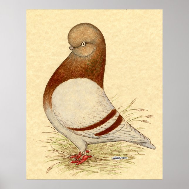 Tumbler Pigeon: LFCL Mealy Poster (Framsidan)