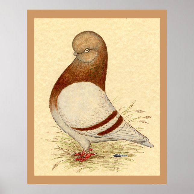 Tumbler Pigeon: LFCL Mealy Poster (Framsidan)