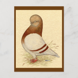 Tumbler Pigeon: LFCL Mealy Vykort