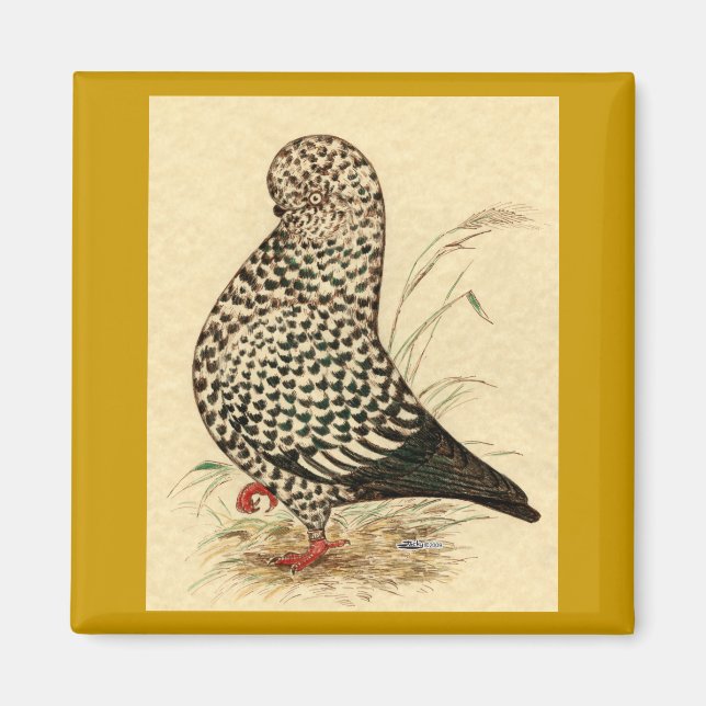 Tumbler Pigeon LFCL Stänk Magnet (Framsidan)