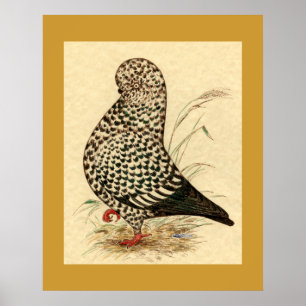 Tumbler Pigeon LFCL Stänk Poster