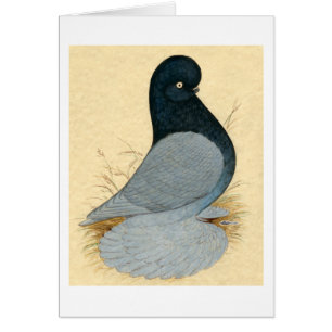 Tumbler Pigeon Muffed Andalusien Hälsningskort