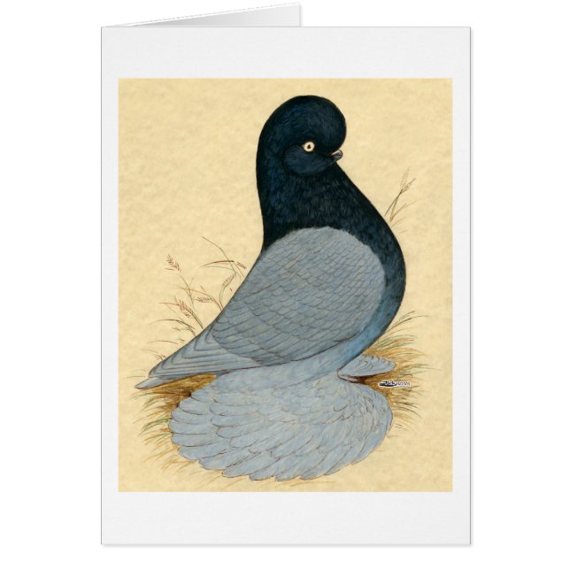 Tumbler Pigeon Muffed Andalusien Hälsningskort (Framsidan)