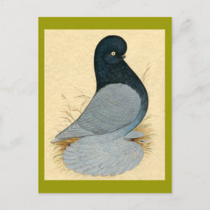 Tumbler Pigeon Muffed Andalusien Vykort