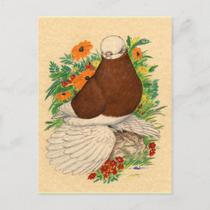 Tumbler Pigeon Red Bald Muffed Vykort