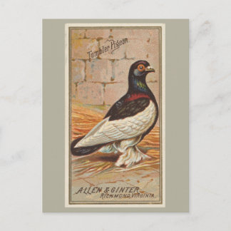Tumbler Pigeon Vykort