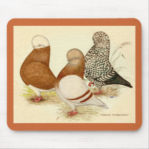 Tumbler Pigeons Three Musmatta
