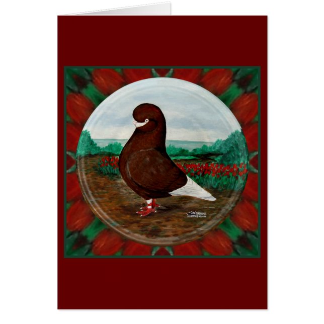 Tumbler Red Beard Pigeon OBS Kort (Framsidan)