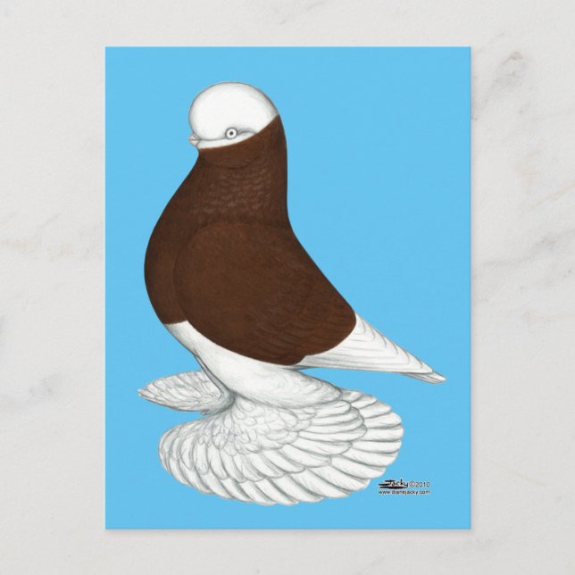 Tumlare:  Muffed Red Bald Vykort (Framsida)