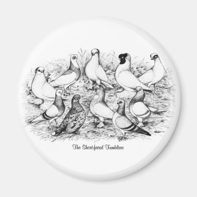 Tumlare Pigeons från Kort Magnet (Framsidan)