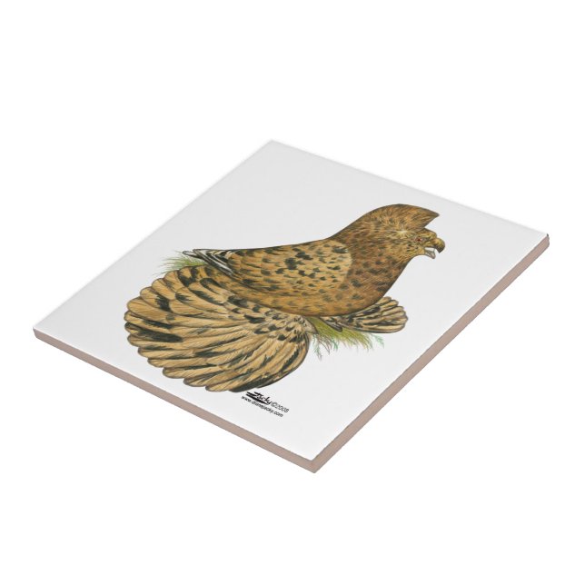 Tumpeter Pigeon Almond Kakelplatta (Sidan)