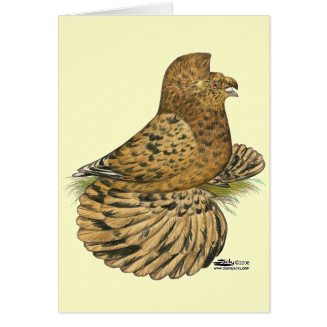 Tumpeter Pigeon Almond OBS Kort (Framsidan)