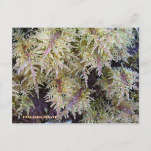 Tundra Moss, Unalaska Island Vykort