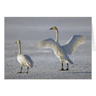 Tundra Svanar (Cygnus columbianus) Hälsningskort