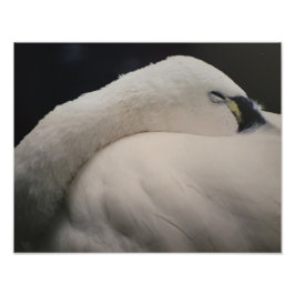 Tundra Swan sleeping Photo Enlargement Fototryck