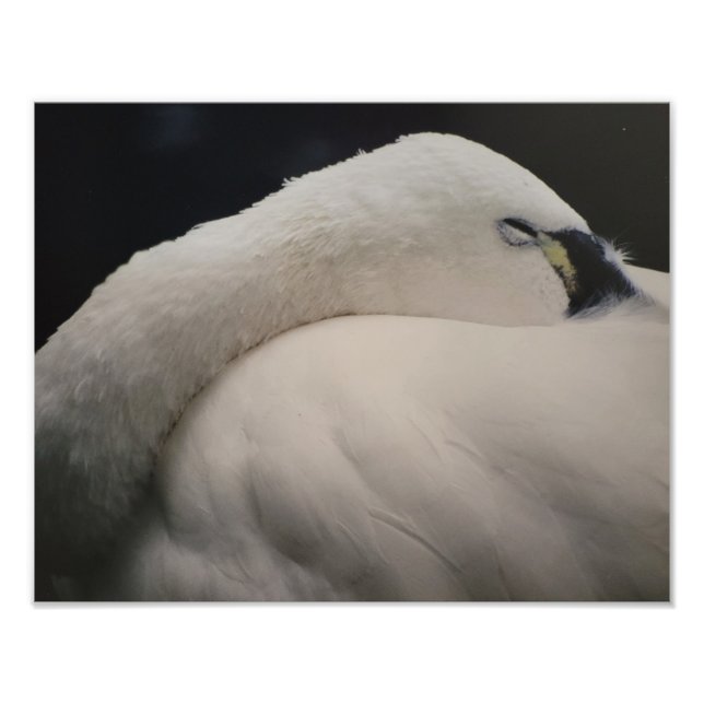 Tundra Swan sleeping Photo Enlargement Fototryck (Framsidan)