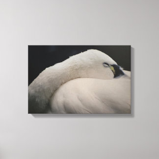 Tundra Swan sleeping Stretched Canvas Print
