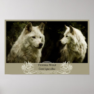 Tundra-Varg 11x17 Poster