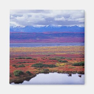 Tundran i Denali National Park i slutet Magnet