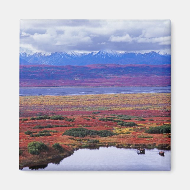 Tundran i Denali National Park i slutet Magnet (Framsidan)