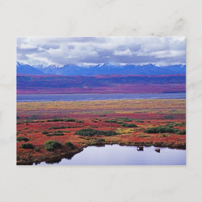 Tundran i Denali National Park i slutet Vykort (Framsida)