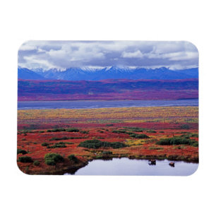 Tundran i Denali nationalpark i slutet Magnet