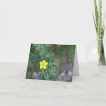 Tundraros - 4" x 5.6" Notkort
