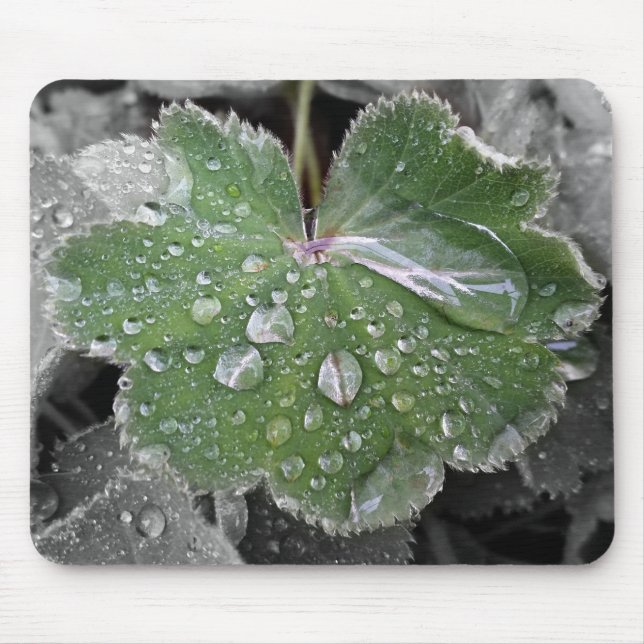 tung regn musmatta (Framsidan)