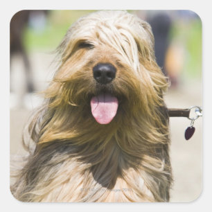 tunga, långa hår, porträtt fyrkantigt klistermärke