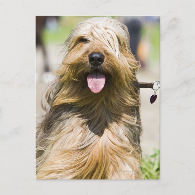 tunga, långa hår, porträtt vykort (Framsida)