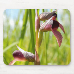 Tunga Orchid Musmatta