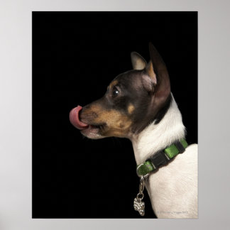 Tunga ut ur Black and White Råtta Terrier Poster
