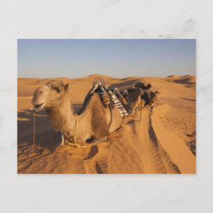 Tunisien, Ksour Area, Ksar Ghilane, Grand Erg 5 Vykort