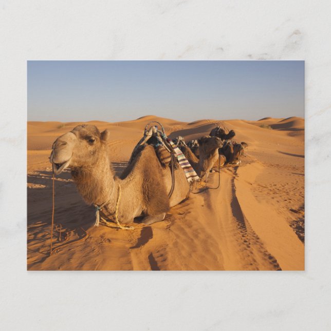 Tunisien, Ksour Area, Ksar Ghilane, Grand Erg 5 Vykort (Framsida)